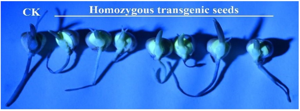 YFP Fluorescence Detection in Transgenic Maize Seeds with LUYOR-3260