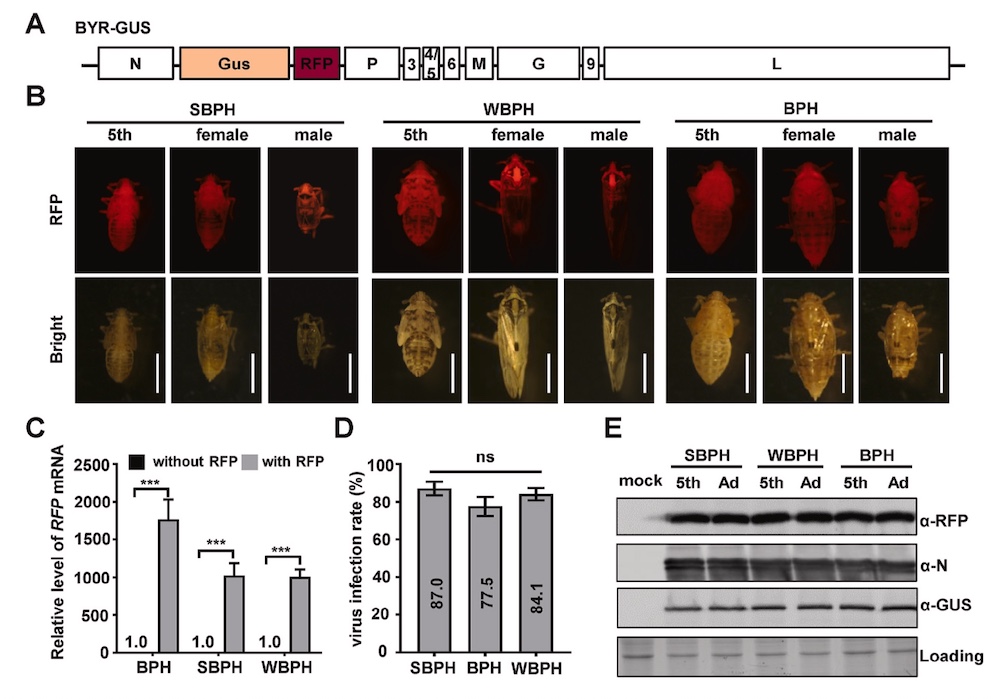 rfp planthopper under LUYOR-3415RG fluorescent protein excitation lamp