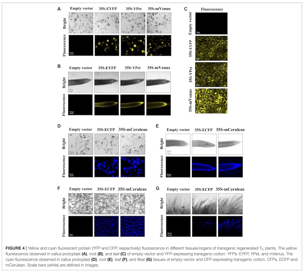 yfp cfp plants under LUYOR-3415RG fluorescent protein excitation lamp