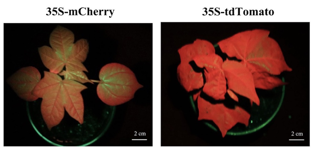Detection of RFP, GFP, YFP, and CFP in Transgenic Cotton with LUYOR-3415RG